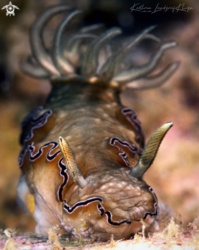 A Doriprismatica balut (NSSI) | Nudibranch