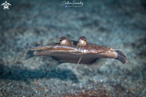 A Wide-eyed flounder