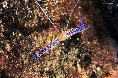 A Pederson cleaner shrimp