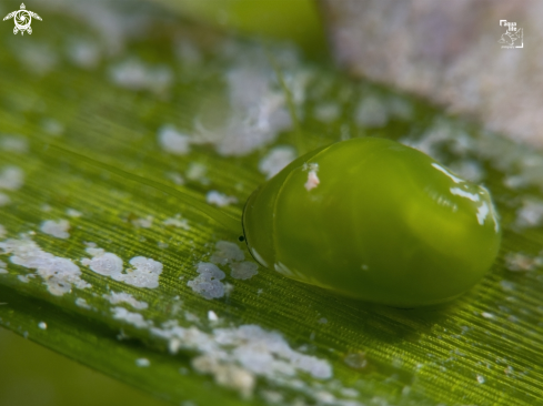 A Smaragdia viridis | Emerald Nerite 