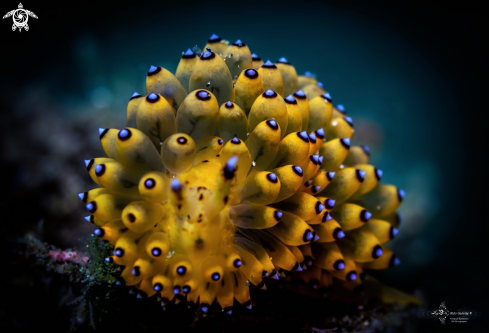 A Sea Slug Janolus Nudibranch