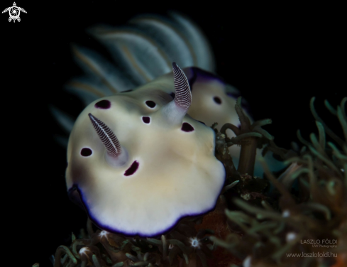 A Nudibranch