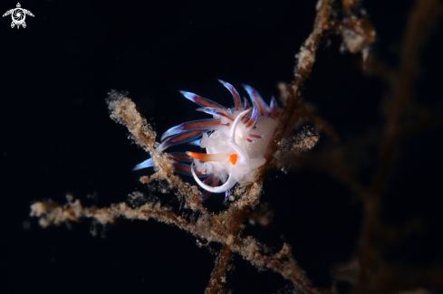 A Cratena peregrina nudibranch