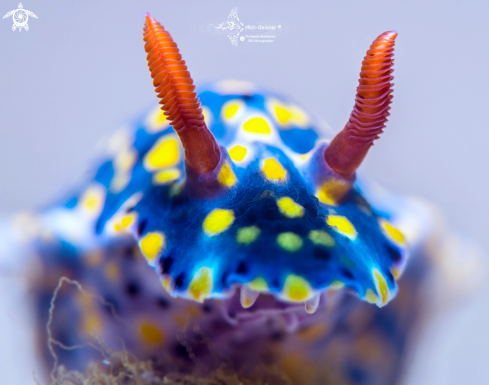 A Hypselodoris Nudibranch