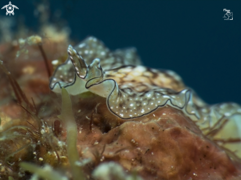 A Phrikoceros mopsus | Reticulated Flatworm