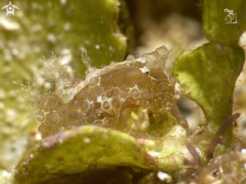 A Petalifera ramosa | Baba’s Seahare