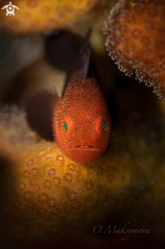 A Redhead Stylophora Goby (Paragobiodon echinocephalus)  