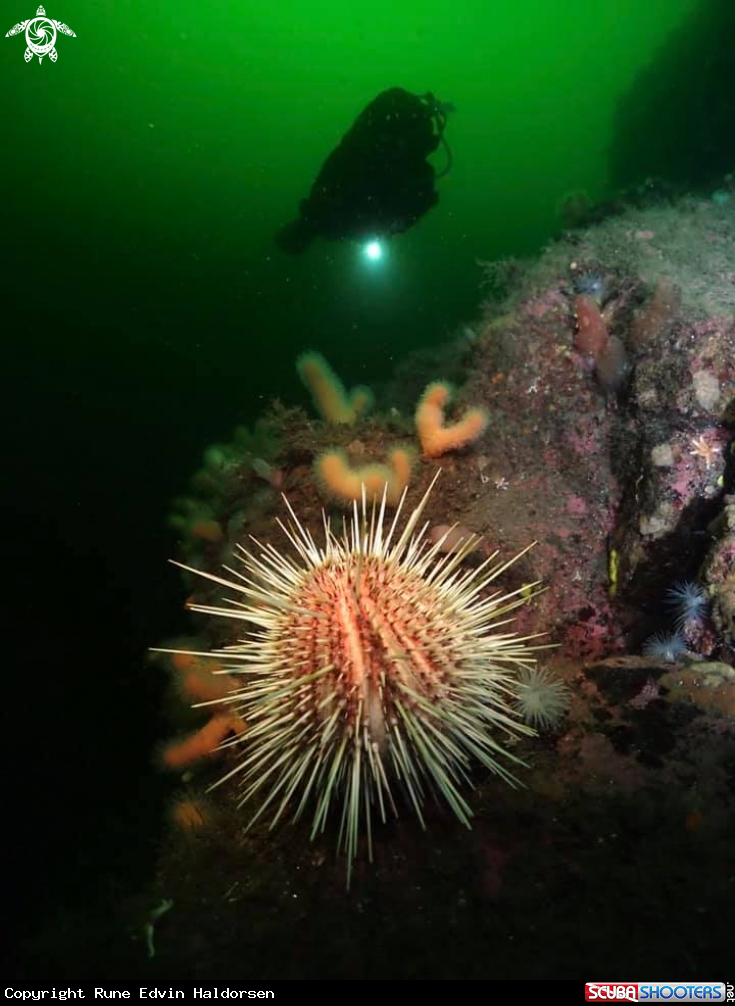 A Sea urchin