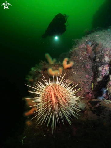 A Sea urchin