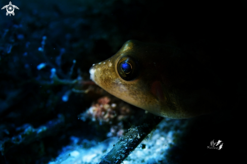 A Sharpnose pufferfish 