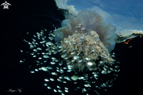 A Jelly fish