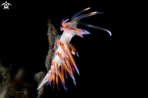 A Cratena peregrina | Cratena peregrina nudibranch