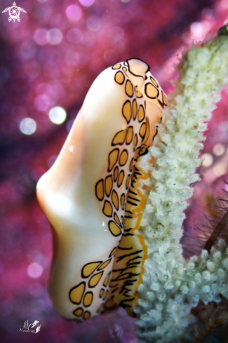 A Cyphoma gibbosum  | Flamingo Tongue 