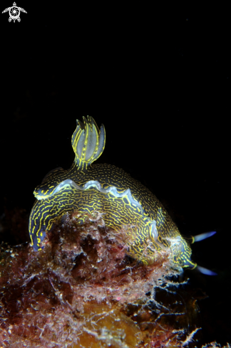 A Felimare picta nudibranch