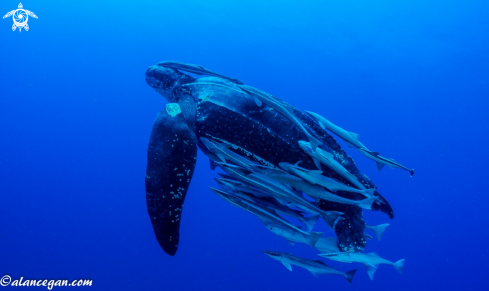 A Dermochelys coriacea | Leatherback Turtle