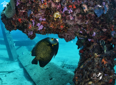 A  Pomacanthus paru | French Angelfish