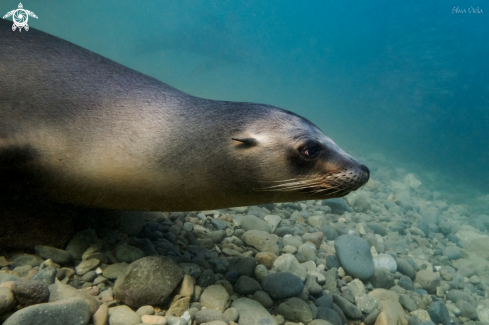 A California Sea Lion