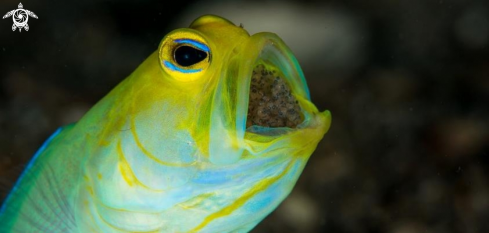 A Opistognathus aurifrons | Yellowhead Jawfish