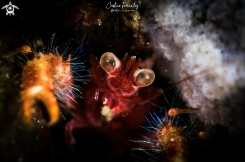 A Munida olivarae | Squat lobster