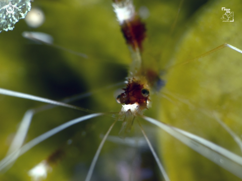 A Banded Coral Shrimp