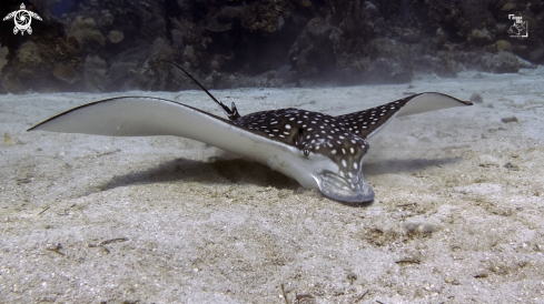 A Aetobatus narinari | Spotted Eagle Ray