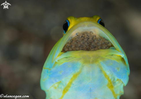 A Opistognathus aurifrons | Yellowhead Jawfish