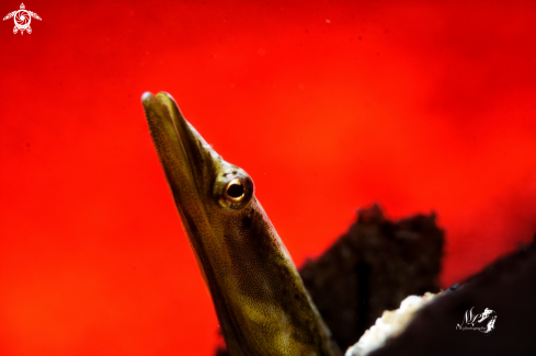 A Yellowface Pike Blenny