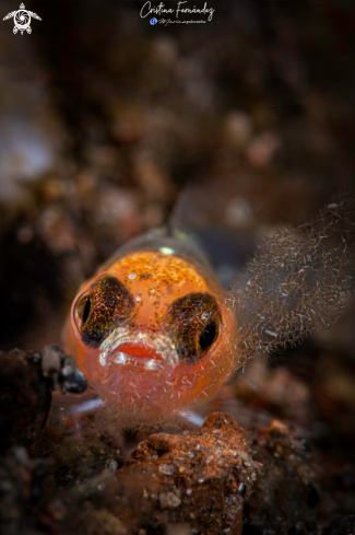 A Goby