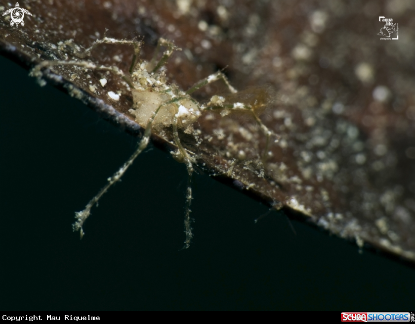 A Caribbean Sea Spider