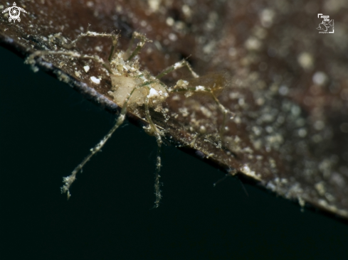 A Caribbean Sea Spider