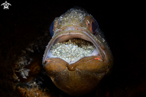 A Cardinalfish