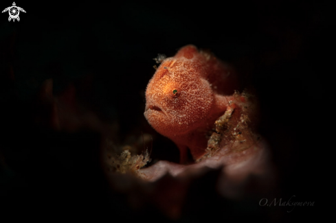 A Tiny frogfish  (Antennarius pictus)