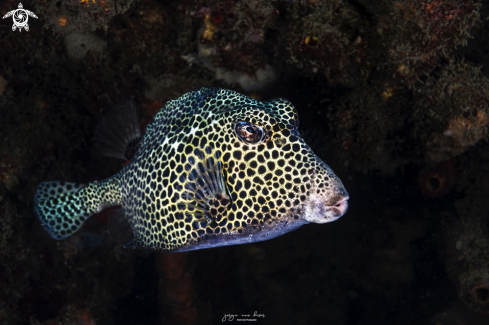 A Spotted Trunkfish