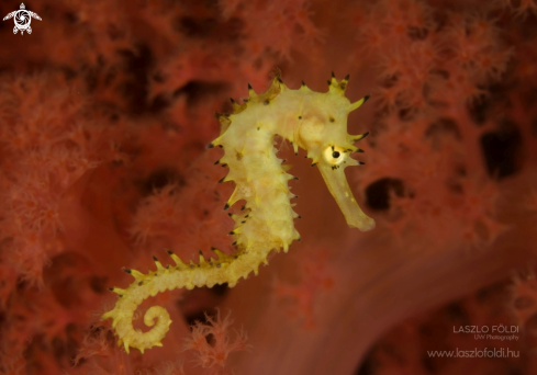 A Seahorse 