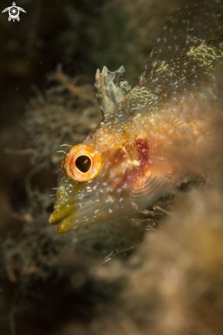 A pesce peperoncino