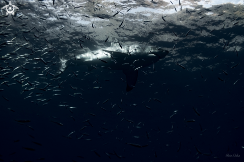 A Carcharodon carcharias | Great White Shark