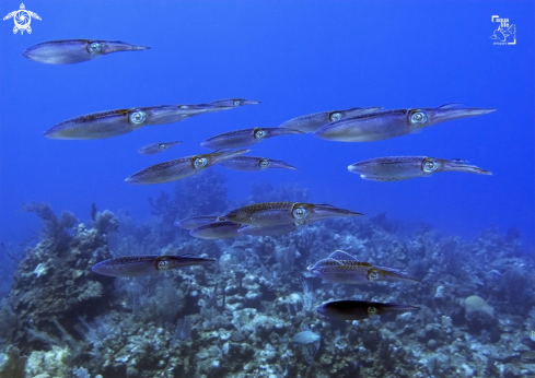 A Sepioteuthis sepioidea | Caribbean Reef Squid