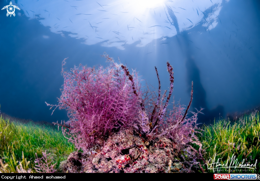 A Coral & Seagrass 