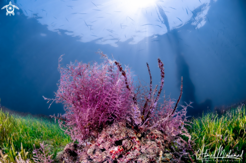 A Coral & Seagrass 