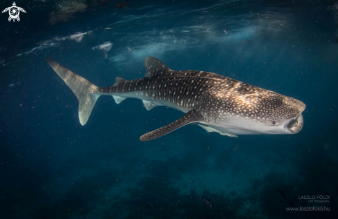 A Whale shark 