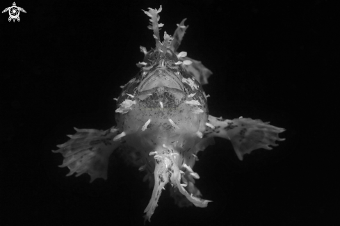 A Sargassum frogfish