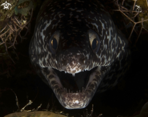 A Gymnothorax moringa | Spotted Moray