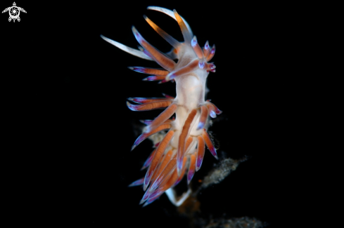 A Cratena peregrina nudibranch