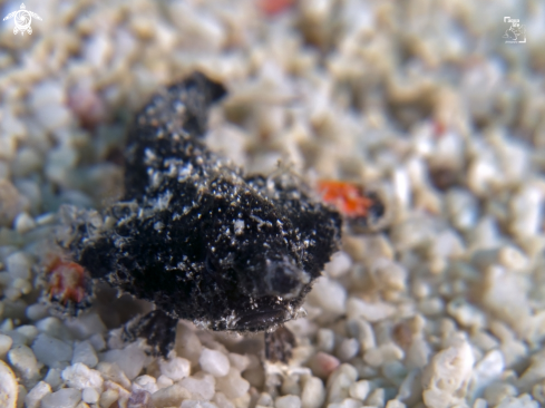 A Ogcocephalus nasutus | Juvenile Shortnose Batfish