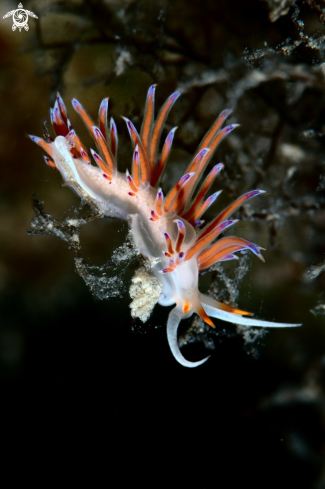 A Cratena peregrina nudibranch