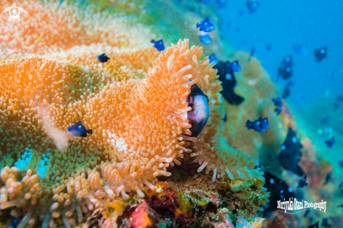 A Yellowtail clownfish