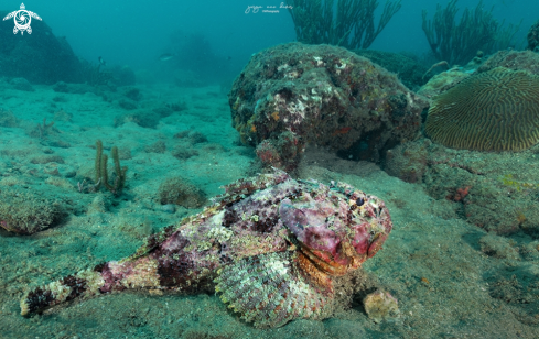 A Scorpaena plumieri | Spotted scorpionfish