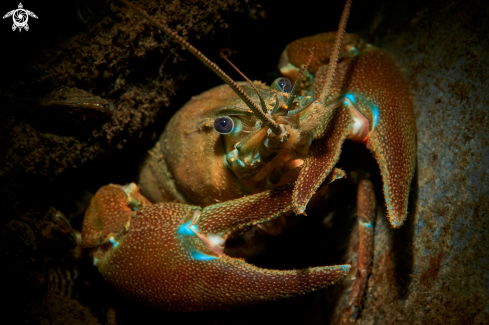 A Crayfish