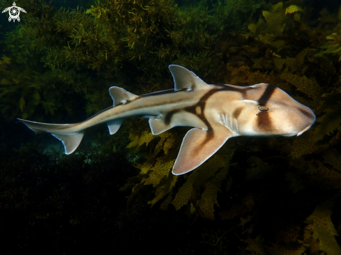 A Port Jackson shark