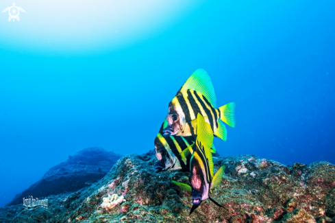 A Striped boarfish